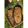 FOX Boilie Baiting Spoon